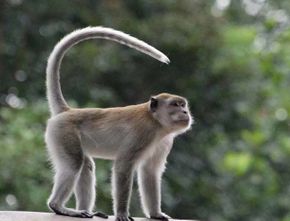 Siasat Petani dan BKSDA Jaga Kelangsungan Hidup Monyet Ekor Panjang di Suaka Margasatwa Paliyan
