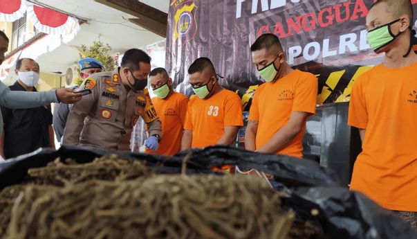 Berita Jogja: 4 Pengedar Ganja di Sleman Diringkus, Begini Kronologinya