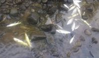 Benarkah Limbah Tekstil di Pringsurat Sebabkan Ratusan Ikan Sungai Elo Temanggung Mati?