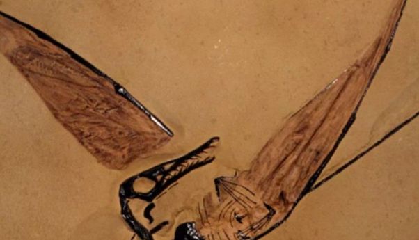 Fosilnya Ditemukan di Gurun Atacama, Apakah ‘Naga Terbang’ Betul-betul Ada?