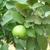Manfat Daun Jambu Biji yang Jarang Diketahui