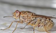 Kenapa Lalat Tsetse Bisa Sebabkan Penyakit Tidur di Afrika?