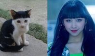 Kumpulan Foto Artis Korea yang Mirip Dengan Wajah Kucing Ini Dijamin Bikin Ngakak