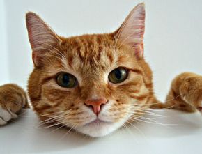 Seperti Manusia Suasana Hati Kucing Tercermin dari Mata, Ketahui Tanda Anabul Bahagia
