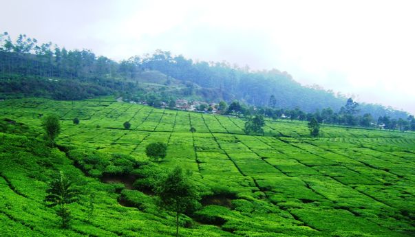 Objek Wisata Subang Paling Populer