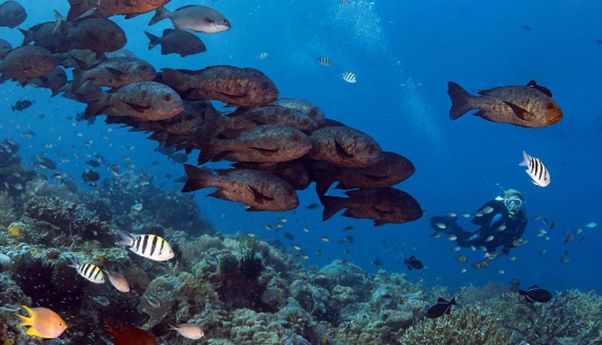 Menyelami Keindahan Bawah Laut Indonesia, Ini 6 Destinasi Diving Terbaik