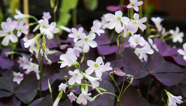 Tanaman Oxalis Cantik Menawan Berona Ungu Cocok Hiasi Rumah Anda
