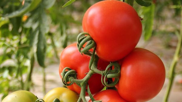 Hasil Rekayasa, Tomat Bisa Bantu Cukupi Kebutuhan Vitamin D Orang di Seluruh Dunia