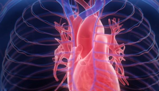 Ternyata Begini Urutan Peredaran Darah Besar dan Peredaran Darah Kecil