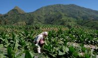 Lahan Tanaman Tembakau Susut, Produk Diharapkan Terserap Baik