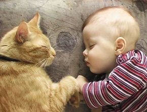 Kisah Seorang Bayi yang Menghembuskan Napas Terakhir setelah Digigit Kutu Kucing