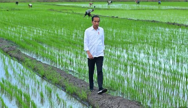 Presiden Jokowi Tinjau Simulasi Drone Sebar Pupuk di Lahan Pertanian Merauke