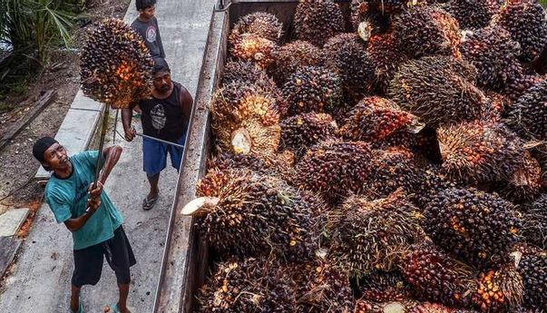 Harga Sawit Riau Terjun Bebas, Gubernur Riau Langsung Surati Presiden Jokowi