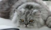 Pecinta Kucing Wajib Baca! Begini Ciri Kucing Anggora Asli