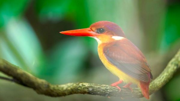 Indonesia Catat 1.835 Spesies Burung, Kokohkan Posisi sebagai Negara Megabiodiversitas