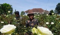 Resepsi Pernikahan Dilarang Selama Masa PPKM Darurat, Petani Bunga Rugi Jutaan Rupiah