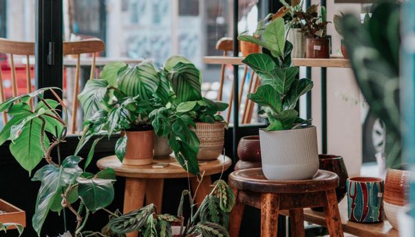 Jadikan Ruangan Rumah Anda Tetap Sejuk dengan 5 Tanaman Hias Ini