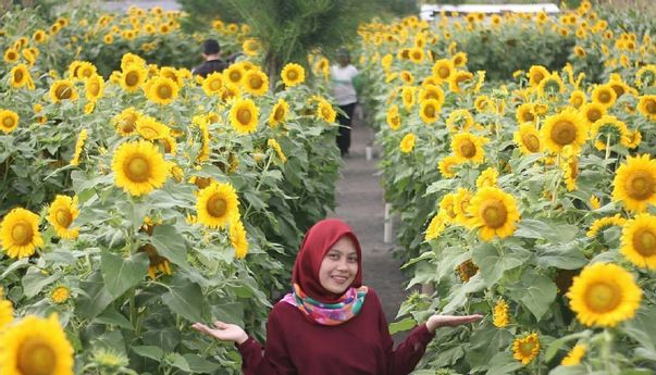 Mencari Spot Foto Menarik untuk Feed IG? Datang Aja ke Kebun Bunga Matahari Jogja