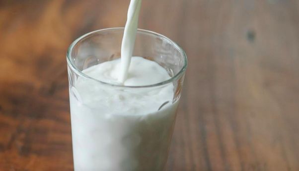 Aturan Minum Susu Kambing Etawa Agar Manfaatnya Lebih Optimal