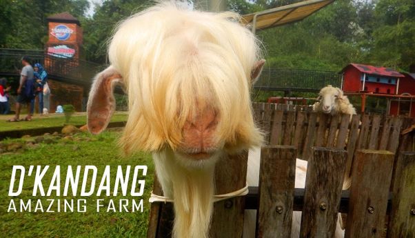 Mengintip Fasilitas, Harga Tiket, dan Rute D’Kandang Amazing Farm di Depok