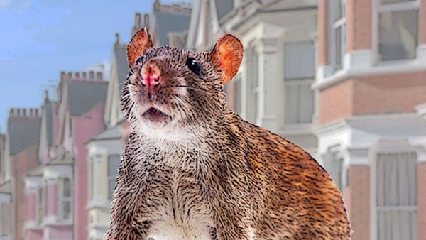 Layaknya Manusia, Tikus-tikus di New York Minum Bir dan Makan Bagel