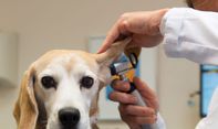 Rekomendasi Klinik Hewan Jogja Terbaik untuk Kucing dan Anjing