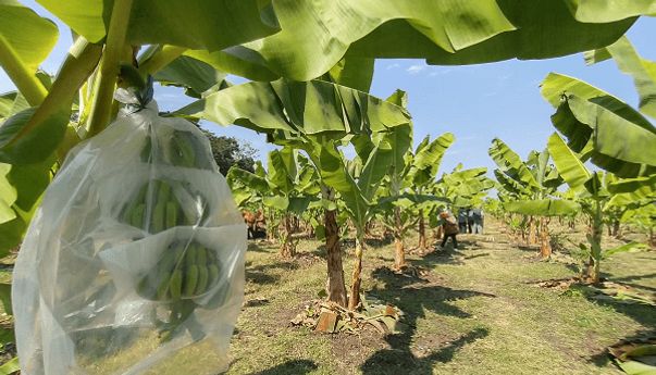 Rahasia di Balik Kesuksesan Budidaya Pisang Cavendish Boyolali