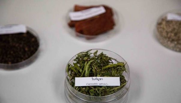 Thailand dan Malaysia Legalkan Ganja, Indonesia Kapan? Thailand dan Malaysia Legalkan Ganja, Indonesia Kapan?