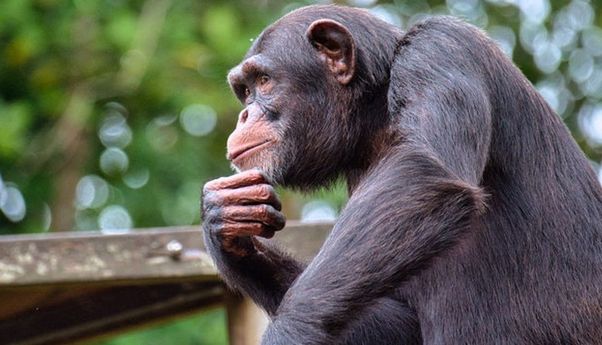 Disebut Saudara Jauh, Mengenal Perbedaan Simpanse, Gorila, dan Manusia