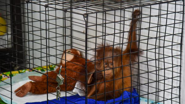 Kisah Penggagalan Penyelundupan Orangutan Sumatera ke Tangerang via Bus ALS