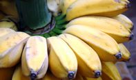 6 Manfaat Pisang Kepok untuk Kesehatan Salah Satunya Diet