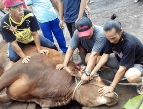 Berita Seputar Bogor: Siasat Pemkab Bogor Jelang Pemotongan Hewan Kurban di Tengah Pandemi