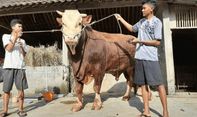 Berita Jateng: Punya Bobot 1,1 Ton, Sapi Jumbo Simental di Magelang Laku Rp 75 Juta