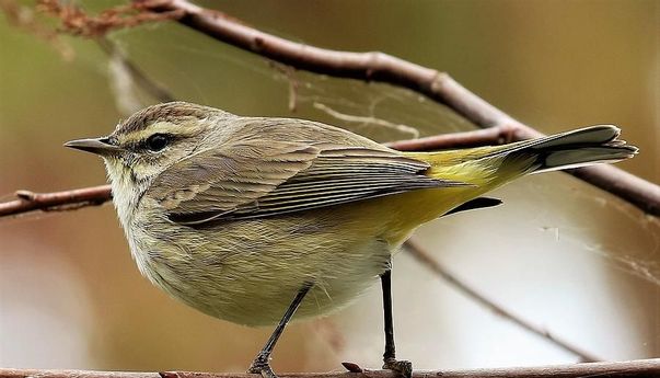 Waspada Bagi Penggemar Burung! Banyak Burung Mati Karena Penyakit Misterius