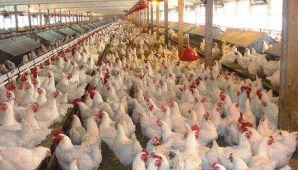 Ayam Impor Brasil Siap Banjiri Pasar Indonesia, Dampak Kekalahan RI di WTO