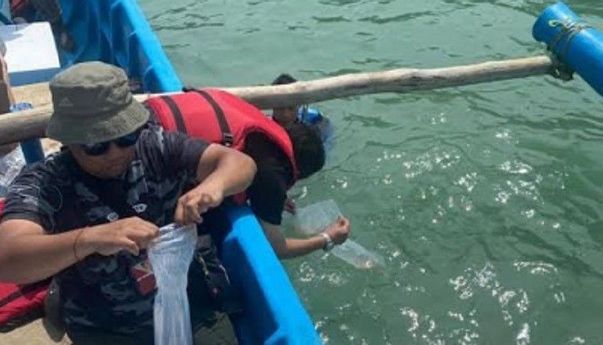Pengusaha Lim Swie King alias Aan Ditangkap karena Selundupkan Benih Lobster, Kok Bisa?