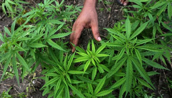 Ahli Sains Sebut Manfaat Ganja Medis Obati Epilepsi dan Neuropati