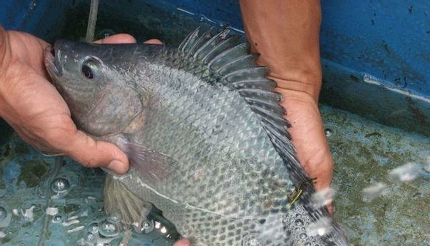 Potensi Budidaya Ikan Nila di Kolam Rumah yang Menguntungkan