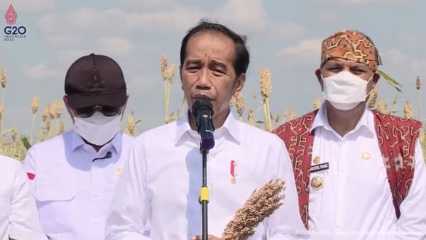 Jokowi Sebut Petani Sorgum Bisa Dapat Rp50 Juta per Tahun: Hasil yang Tidak Kecil
