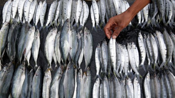 Potensi Perikanan Gunungkidul Belum Bisa Maksimal karena Banyak Keterbatasan