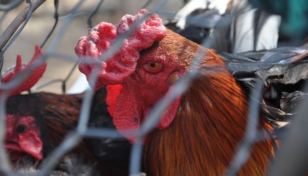 Anak 11 Tahun di Kamboja Meninggal Akibat Terinfeksi Flu Burung