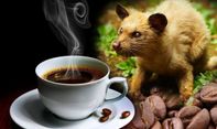 Bisnis Kopi Luwak Blitar yang Go Internasional