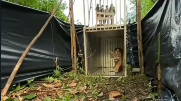 Sipogu, Harimau Sumatera Betina Dilepasliarkan ke Hutan Lindung Pasaman Sumbar