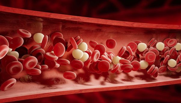 Penjelasan Lengkap Perbedaan Peredaran Darah Kecil dan Peredaran Darah Besar