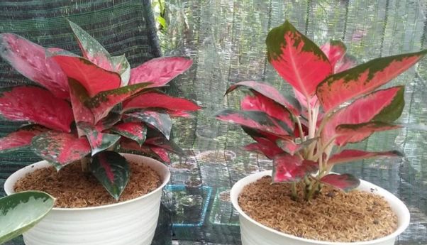 7 Cara Merawat Aglaonema agar Tumbuh Subur dan Cantik