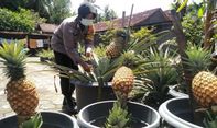 Kisah Sukses Bhabinkamtibmas Bantul Budidayakan Nanas Bagong di Depan Rumah