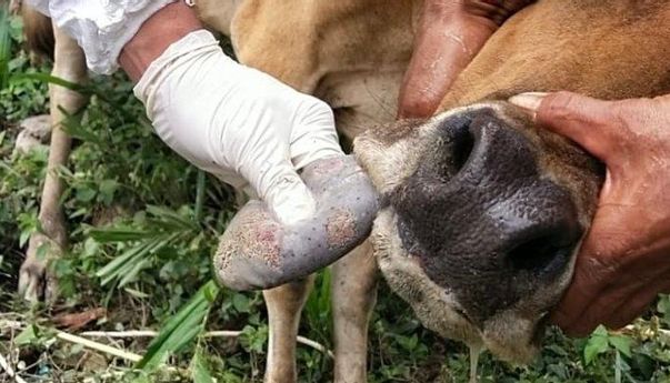 MUI Akan Keluarkan Fatwa Hewan Kurban Terpapar PMK: Sah atau Tidak?