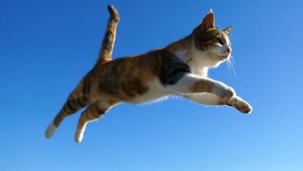 Viral, Pemuda Ini Tega Lempar Kucing dari Puncak Bukit Hanya Demi Konten