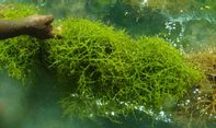Komoditas Rumput Laut Ternyata Berpeluang Dijadikan Mi dan Jus