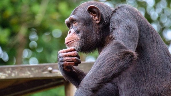 Disebut Saudara Jauh, Mengenal Perbedaan Simpanse, Gorila, dan Manusia